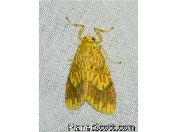 Tiger Moth (Barsine perlucidula)