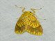 Tiger Moth (Barsine perlucidula)
