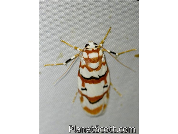 Lichen Moth (Cyana malayensis)