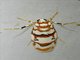 Lichen Moth (Cyana malayensis)