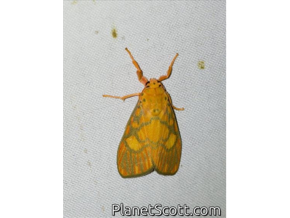 Lichen Moth (Ammatho roseororatus)