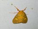 Lichen Moth (Ammatho roseororatus)