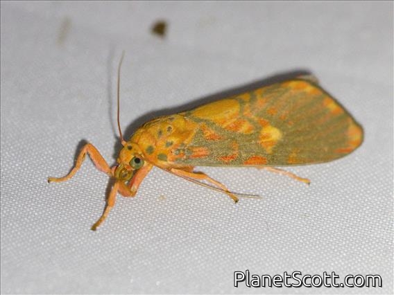 Lichen Moth (Ammatho cuneonotatus)