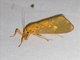 Lichen Moth (Ammatho cuneonotatus)