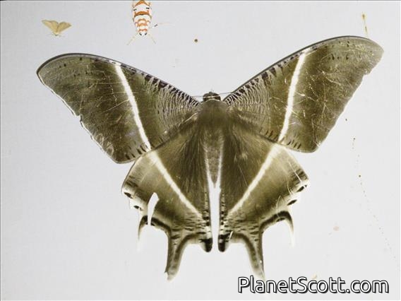 Tropical Swallowtail Moth (Lyssa zampa)