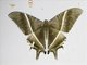 Tropical Swallowtail Moth (Lyssa zampa)
