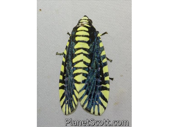 Cutworm Moth (Apsarasa radians)