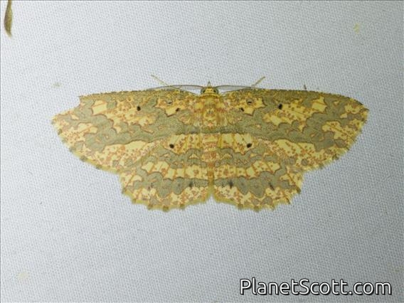 Geometer Moth (Borbacha altipardaria)