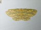 Geometer Moth (Borbacha altipardaria)