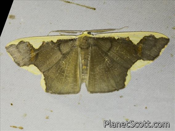 Geometer Moth (Plutodes costatus)