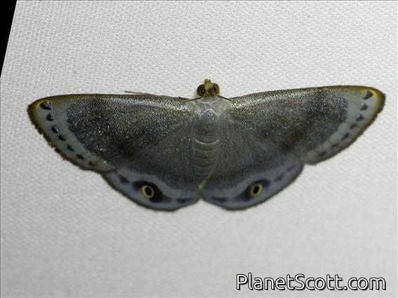 Geometer Moth (Tasta sp)