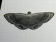 Geometer Moth (Tasta sp)