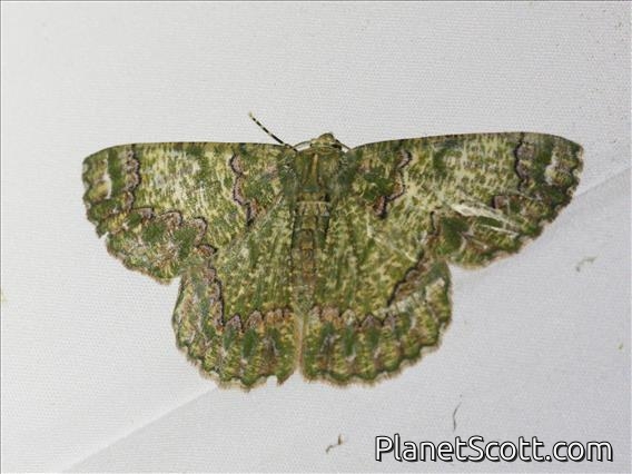 Emerald Moth (Lophophelma sp)