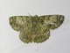 Emerald Moth (Lophophelma sp)