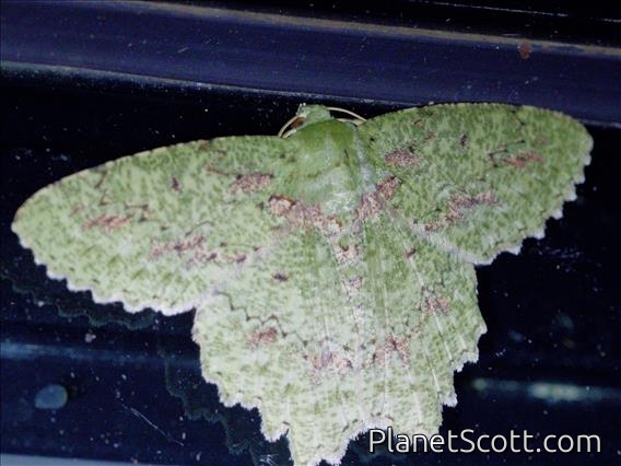 Emerald Moth (Herochroma sp)