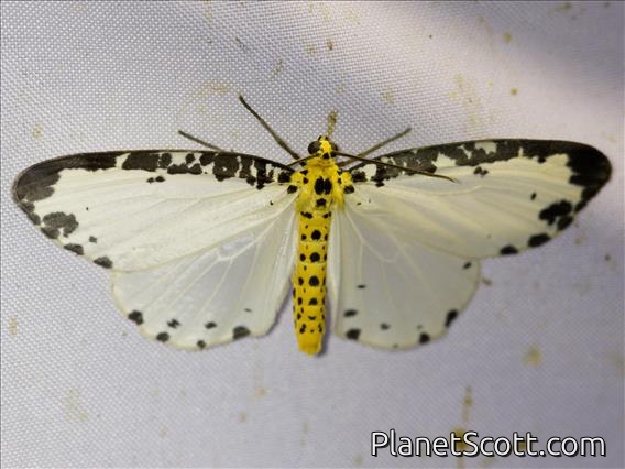 Geometer Moth (Ozola sp)
