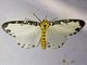 Geometer Moth (Ozola sp)