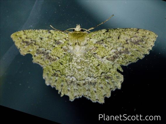 Geometer Moth (Herochroma sp)