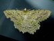 Geometer Moth (Herochroma sp)