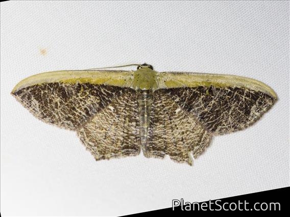 Geometer Moth (Geometridae sp)