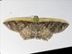 Geometer Moth (Geometridae sp)