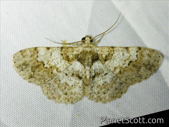 Geometer Moth (Diplurodes sp)
