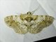 Geometer Moth (Diplurodes sp)