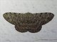 Geometer Moth (Hypomecis sp)