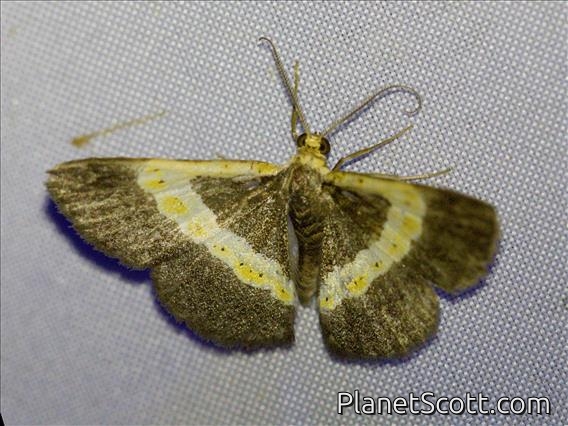 Geometer Moth (Geometridae sp)