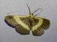 Geometer Moth (Geometridae sp)