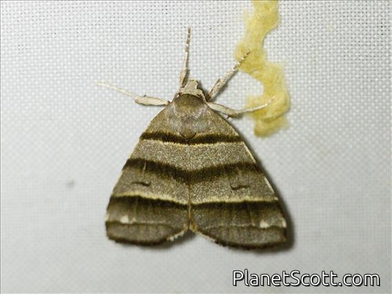 Cutworm Moth (Flammona quadrifasciata)