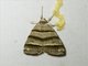 Cutworm Moth (Flammona quadrifasciata)