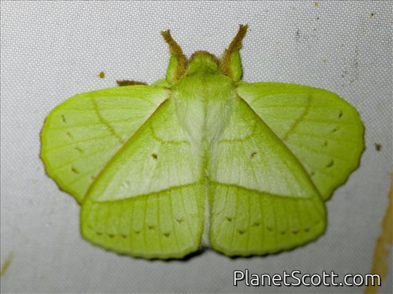 Lappet Moth (Trabala sp)