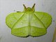 Lappet Moth (Trabala sp)