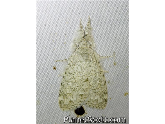 Erebid Moth (Calliteara mundi)