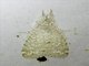 Erebid Moth (Calliteara mundi)