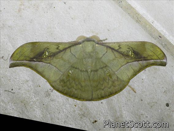 Emperor Moth (Antheraea rosieri)