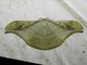 Emperor Moth (Antheraea rosieri)