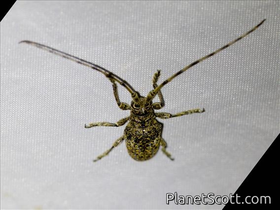 Longhorn Beetle (Cerambycidae sp)