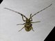 Longhorn Beetle (Cerambycidae sp)
