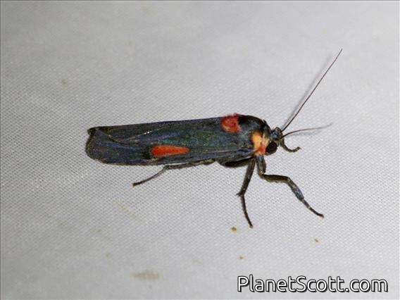Lichen Moth (Cyana tettigonioides)