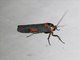 Lichen Moth (Monosyntaxis holmanhunti)