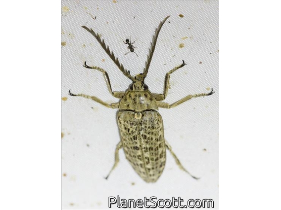 Forest Stream Beetle (Eulichas sp)