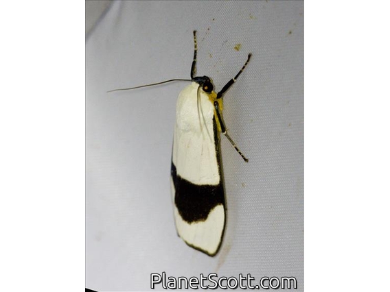 Lichen Moth (Vamuna virilis)