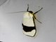 Lichen Moth (Vamuna virilis)
