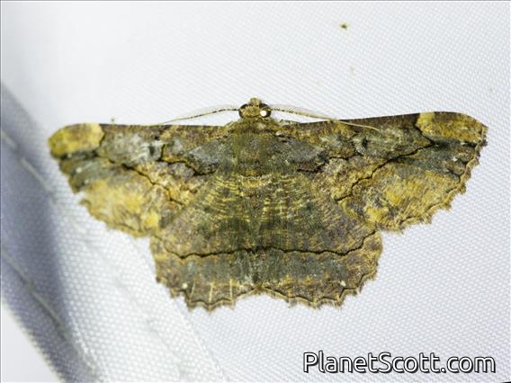 Geometer Moth (Dasyboarmia subpilosa)