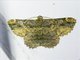 Geometer Moth (Dasyboarmia subpilosa)