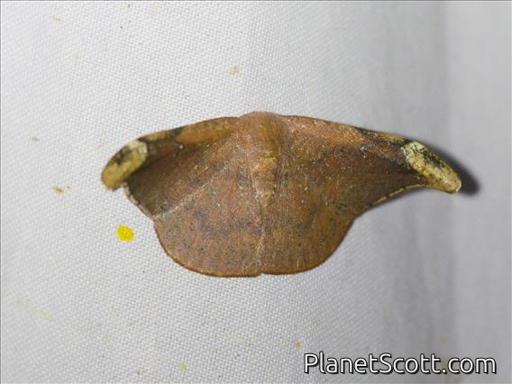 Hooktip Moth (Oreta sp)