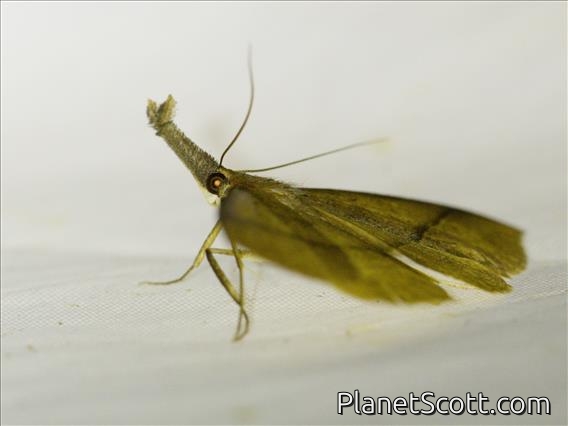 Hypenine Snout Moth (Erebidae sp)