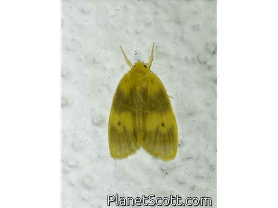 Erebid Moth (Erebidae sp)
